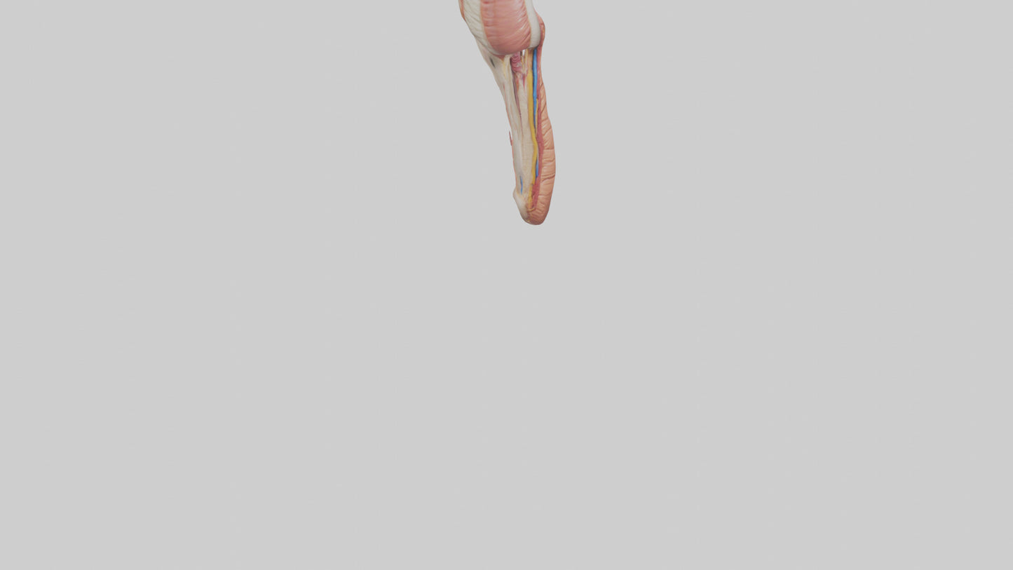 3D model Human Penis Anatomy Model VR / AR / low-poly