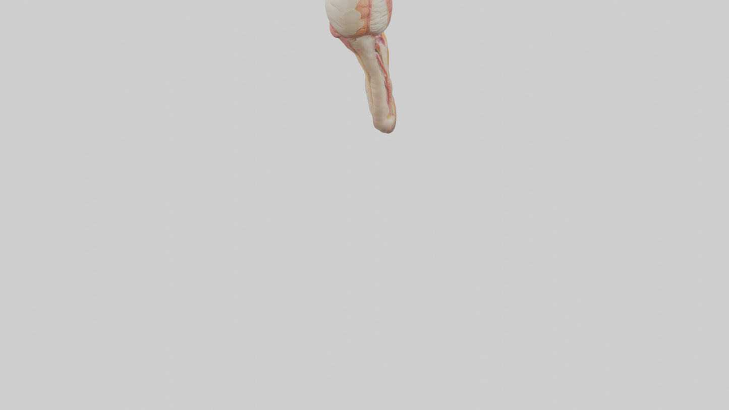 3D model Human Penis Anatomy Model VR / AR / low-poly