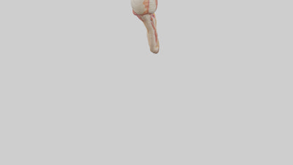 3D model Human Penis Anatomy Model VR / AR / low-poly