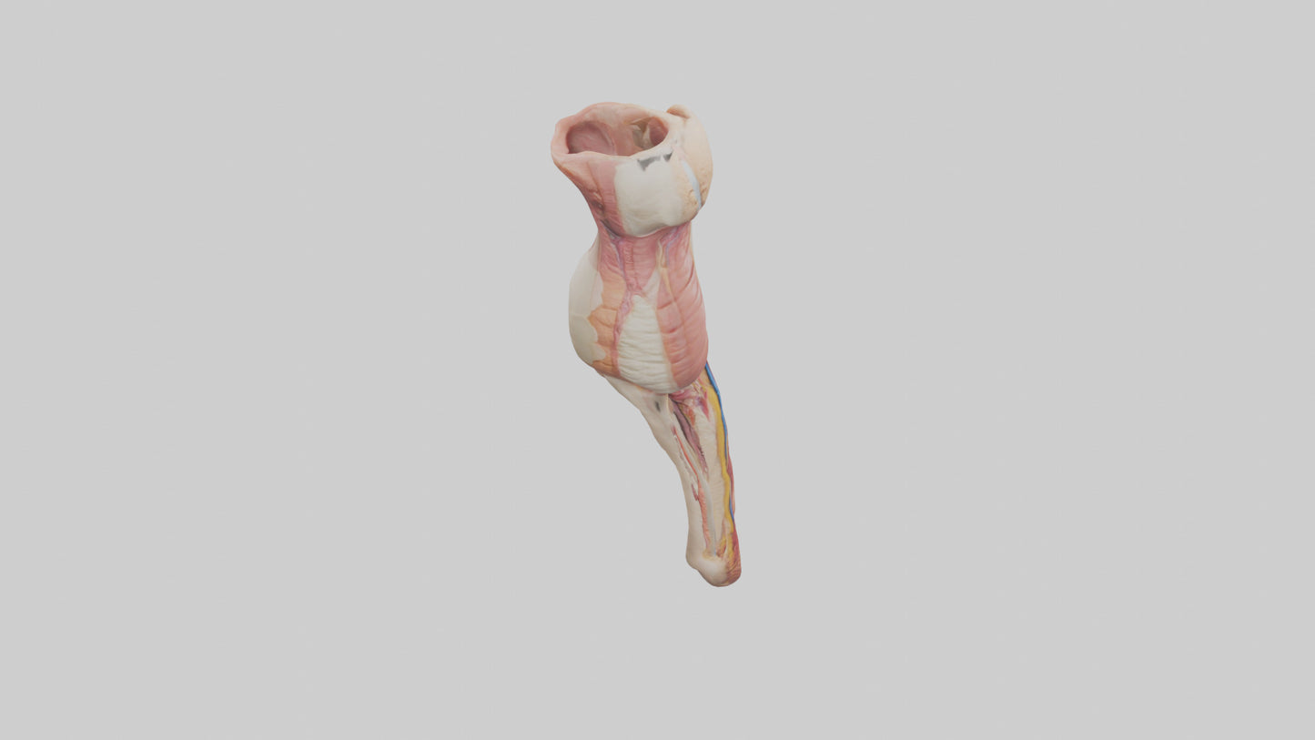 3D model Human Penis Anatomy Model VR / AR / low-poly