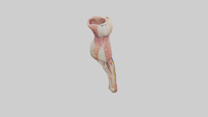 3D model Human Penis Anatomy Model VR / AR / low-poly