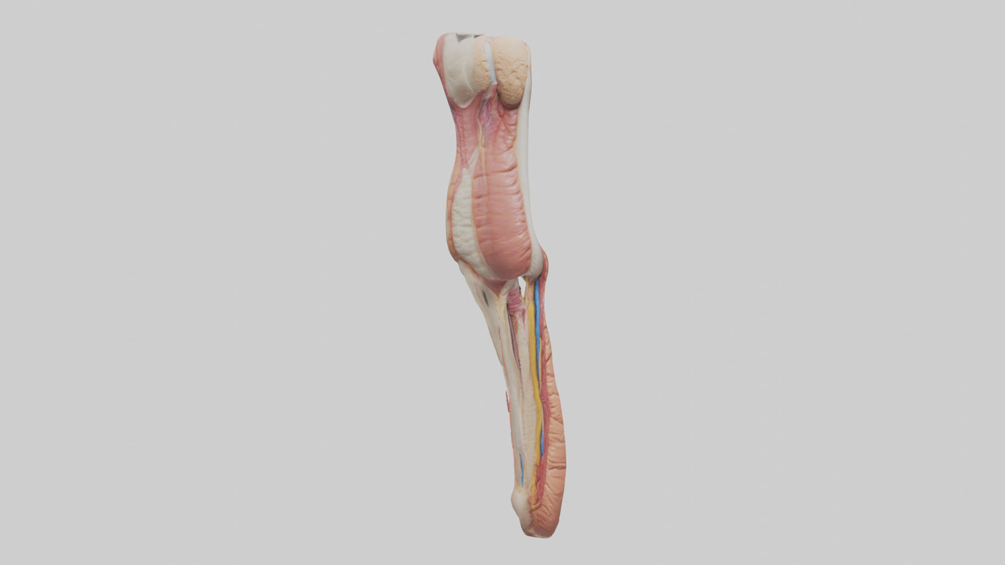 3D model Human Penis Anatomy Model VR / AR / low-poly