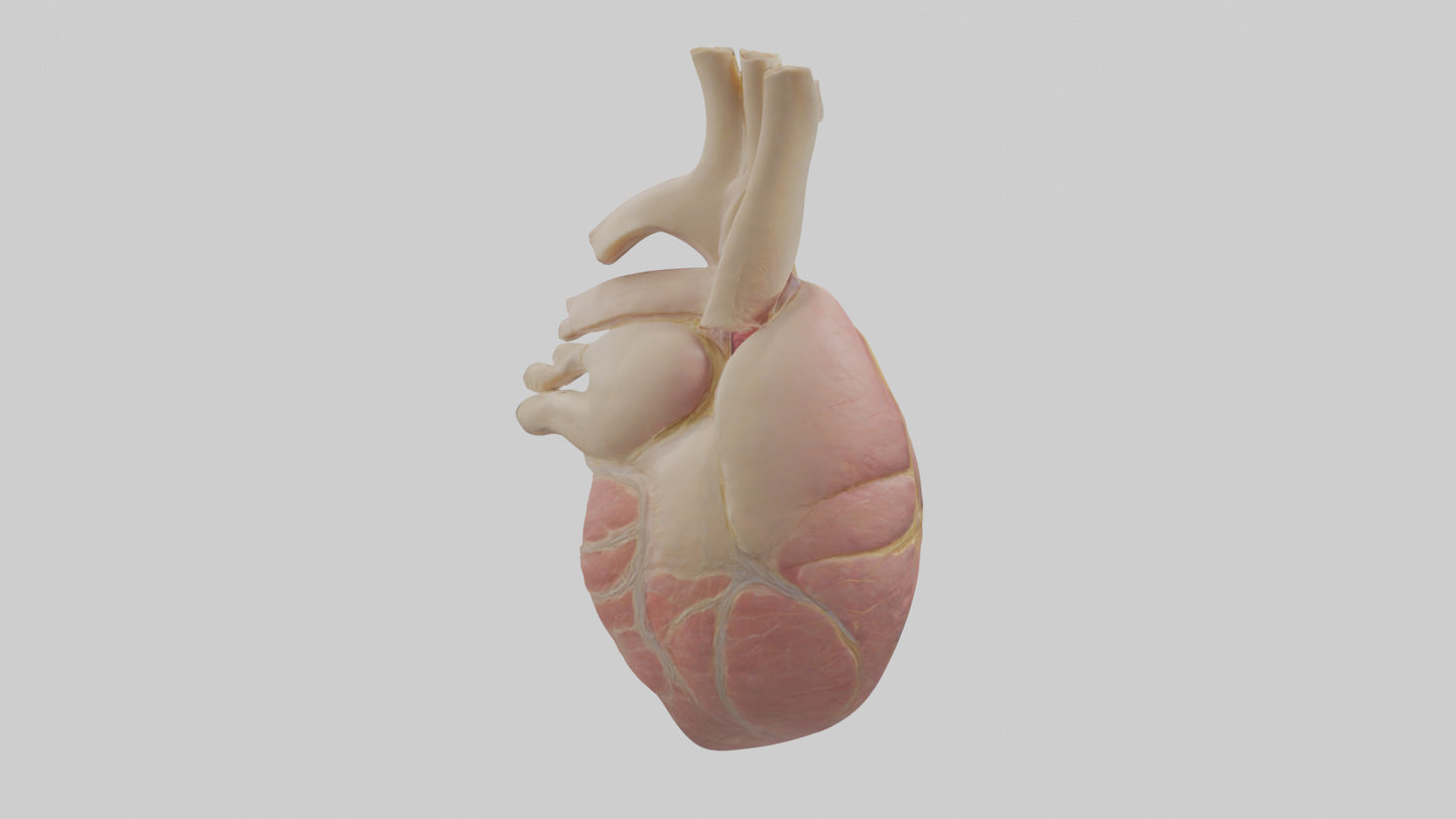 Human Pericardium Model VR / AR / low-poly