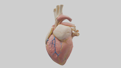 Human Pericardium Model VR / AR / low-poly