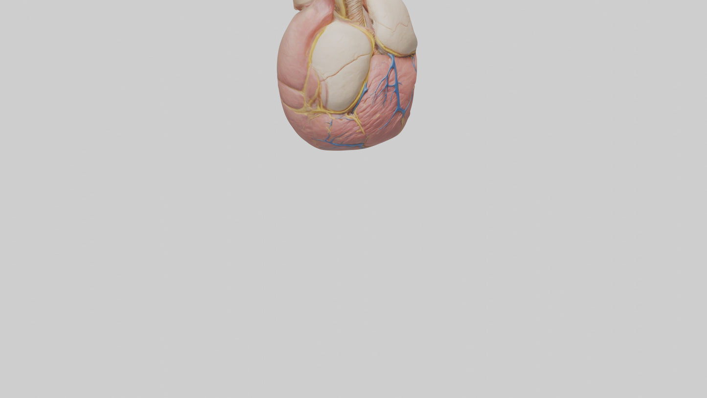Human Pericardium Model VR / AR / low-poly