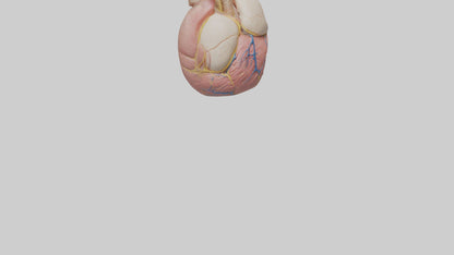 Human Pericardium Model VR / AR / low-poly