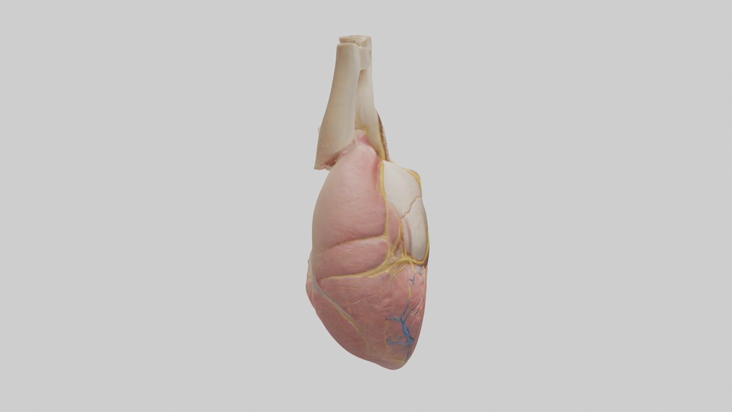 Human Pericardium Model VR / AR / low-poly