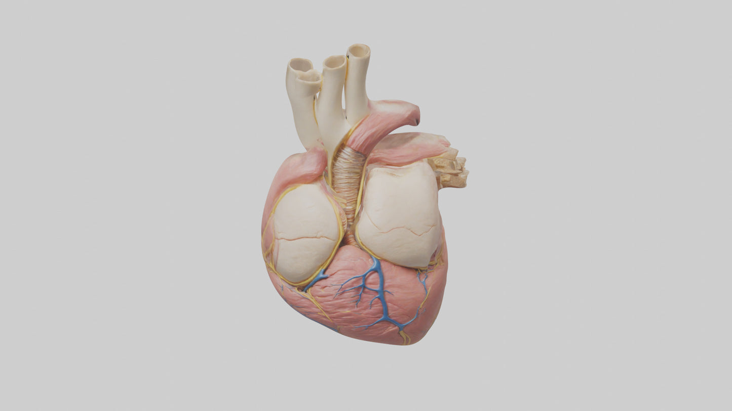 Human Pericardium Model VR / AR / low-poly