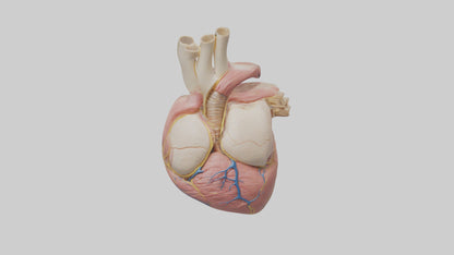Human Pericardium Model VR / AR / low-poly