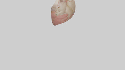 Human Pericardium Model VR / AR / low-poly