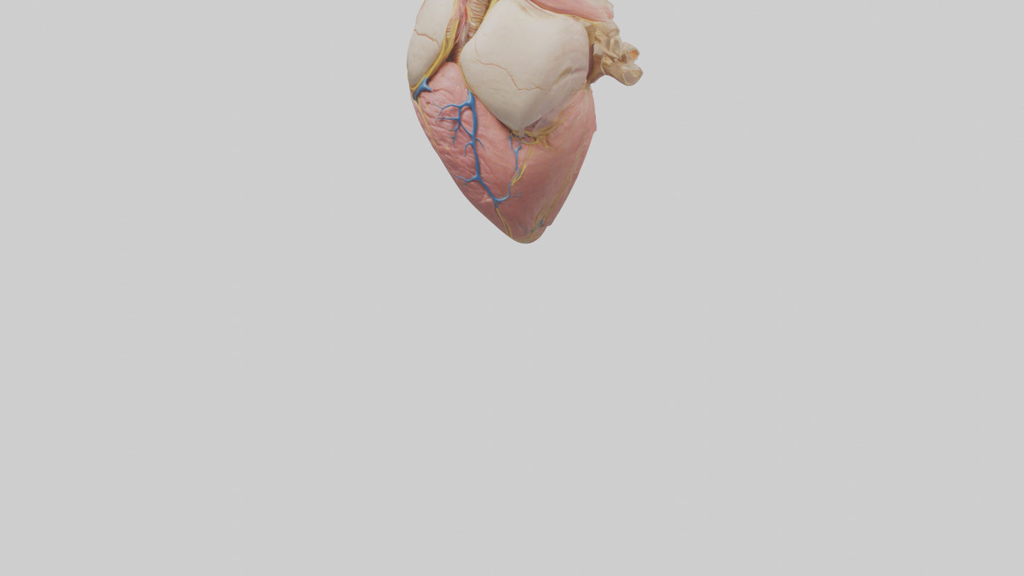 Human Pericardium Model VR / AR / low-poly