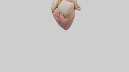 Human Pericardium Model VR / AR / low-poly