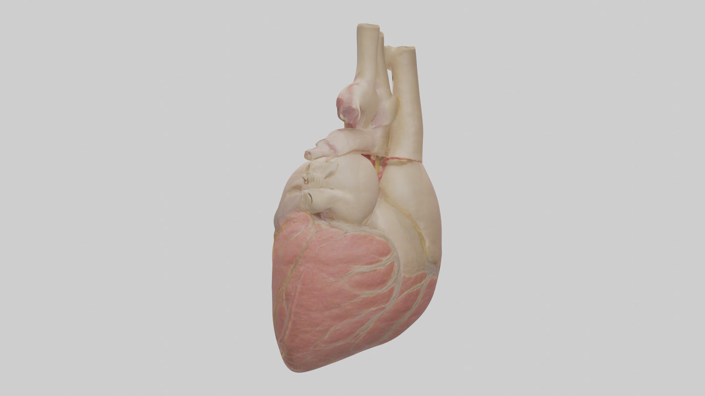 Human Pericardium Model VR / AR / low-poly
