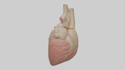 Human Pericardium Model VR / AR / low-poly