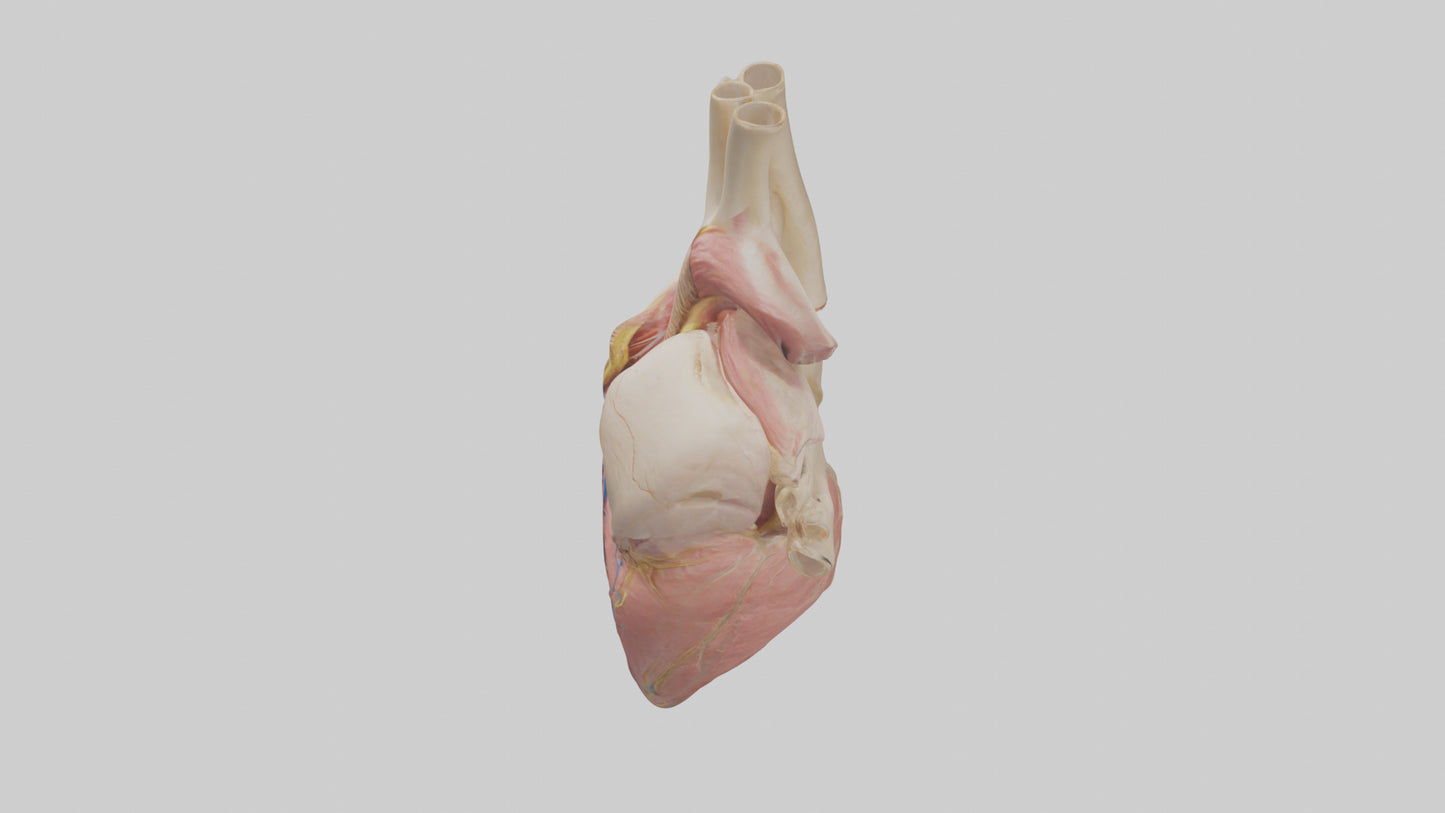 Human Pericardium Model VR / AR / low-poly