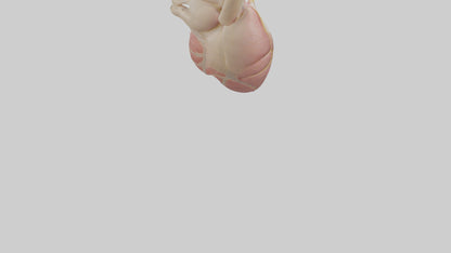Human Pericardium Model VR / AR / low-poly