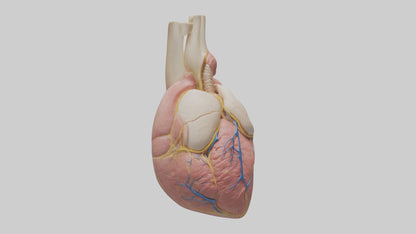 Human Pericardium Model VR / AR / low-poly