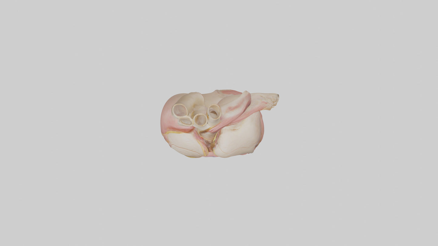Human Pericardium Model VR / AR / low-poly