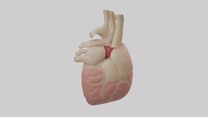 Human Pericardium Model VR / AR / low-poly