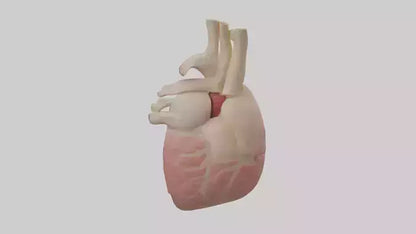 Human Pericardium Model VR / AR / low-poly