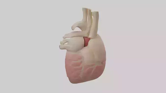 Human Pericardium Model VR / AR / low-poly