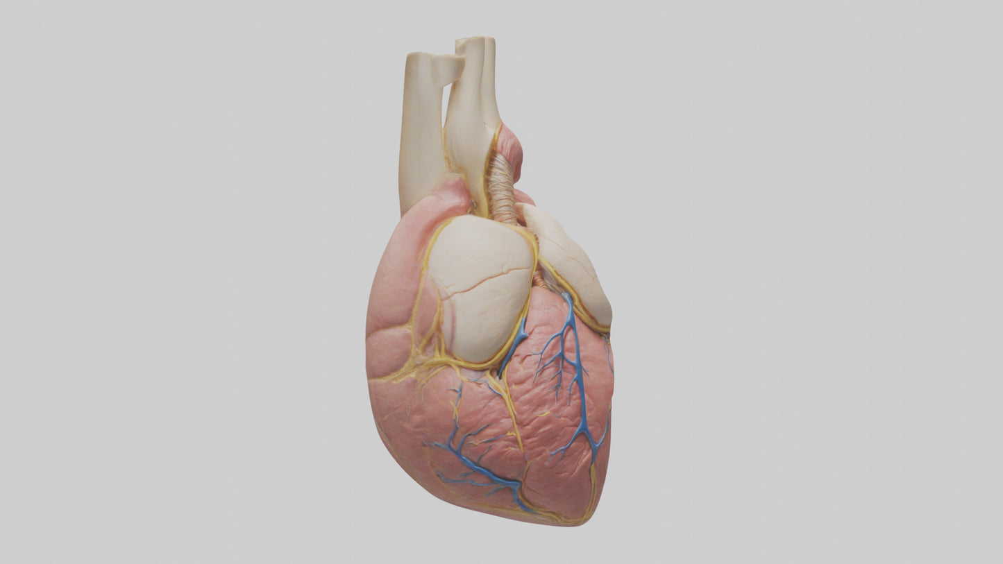 Human Pericardium Model VR / AR / low-poly