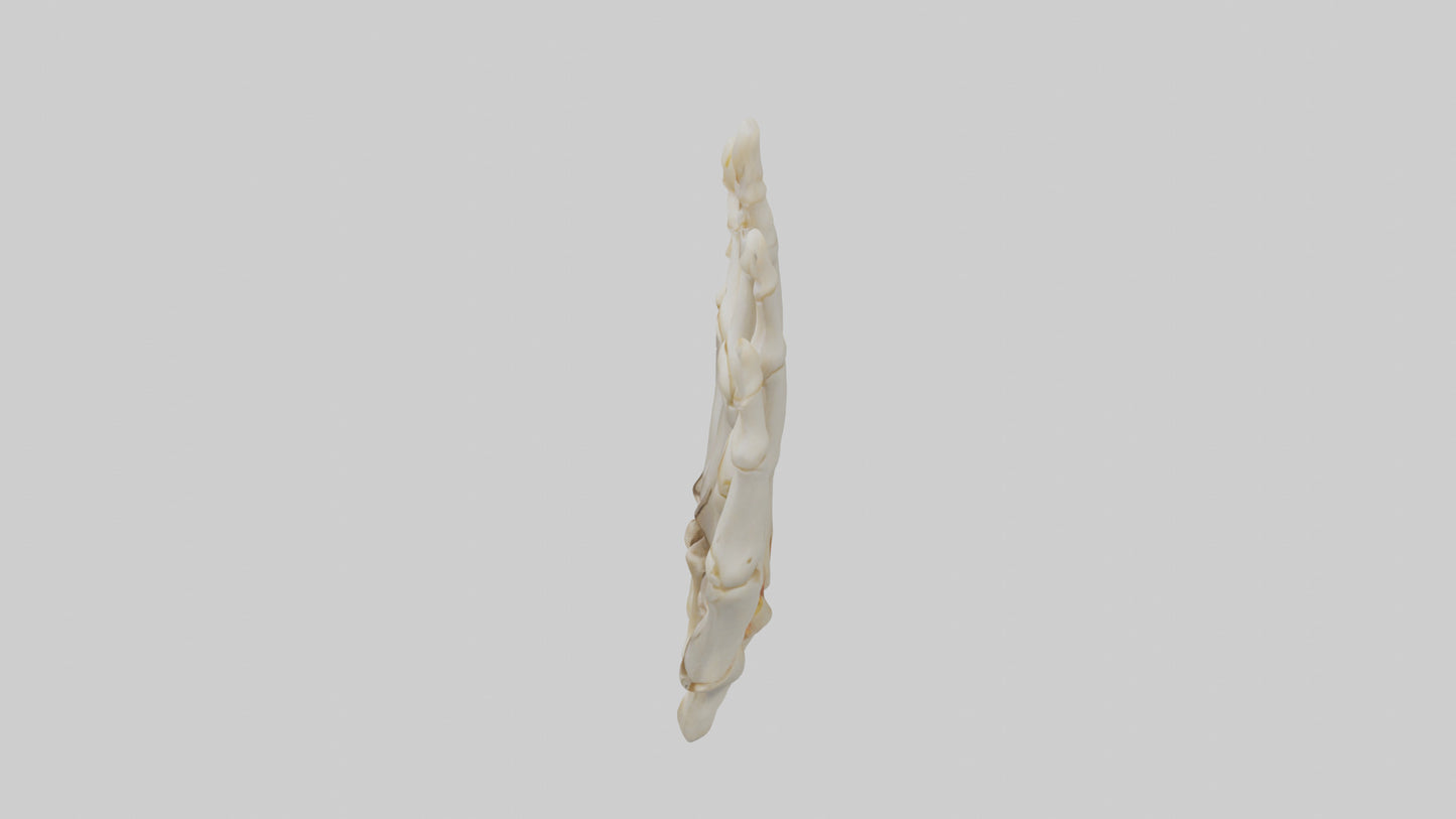3D model Human Phalanges Model VR / AR / low-poly