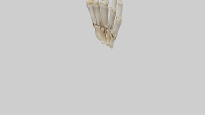 3D model Human Phalanges Model VR / AR / low-poly