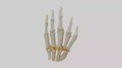 3D model Human Phalanges Model VR / AR / low-poly