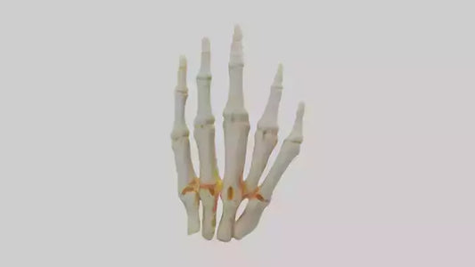 3D model Human Phalanges Model VR / AR / low-poly