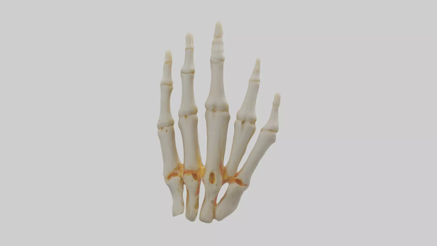 3D model Human Phalanges Model VR / AR / low-poly