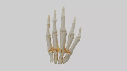 3D model Human Phalanges Model VR / AR / low-poly