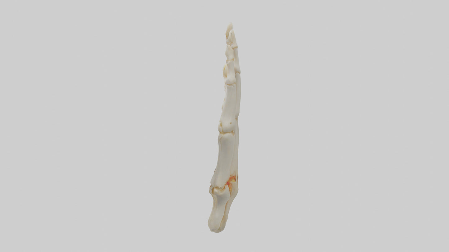3D model Human Phalanges Model VR / AR / low-poly