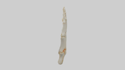 3D model Human Phalanges Model VR / AR / low-poly