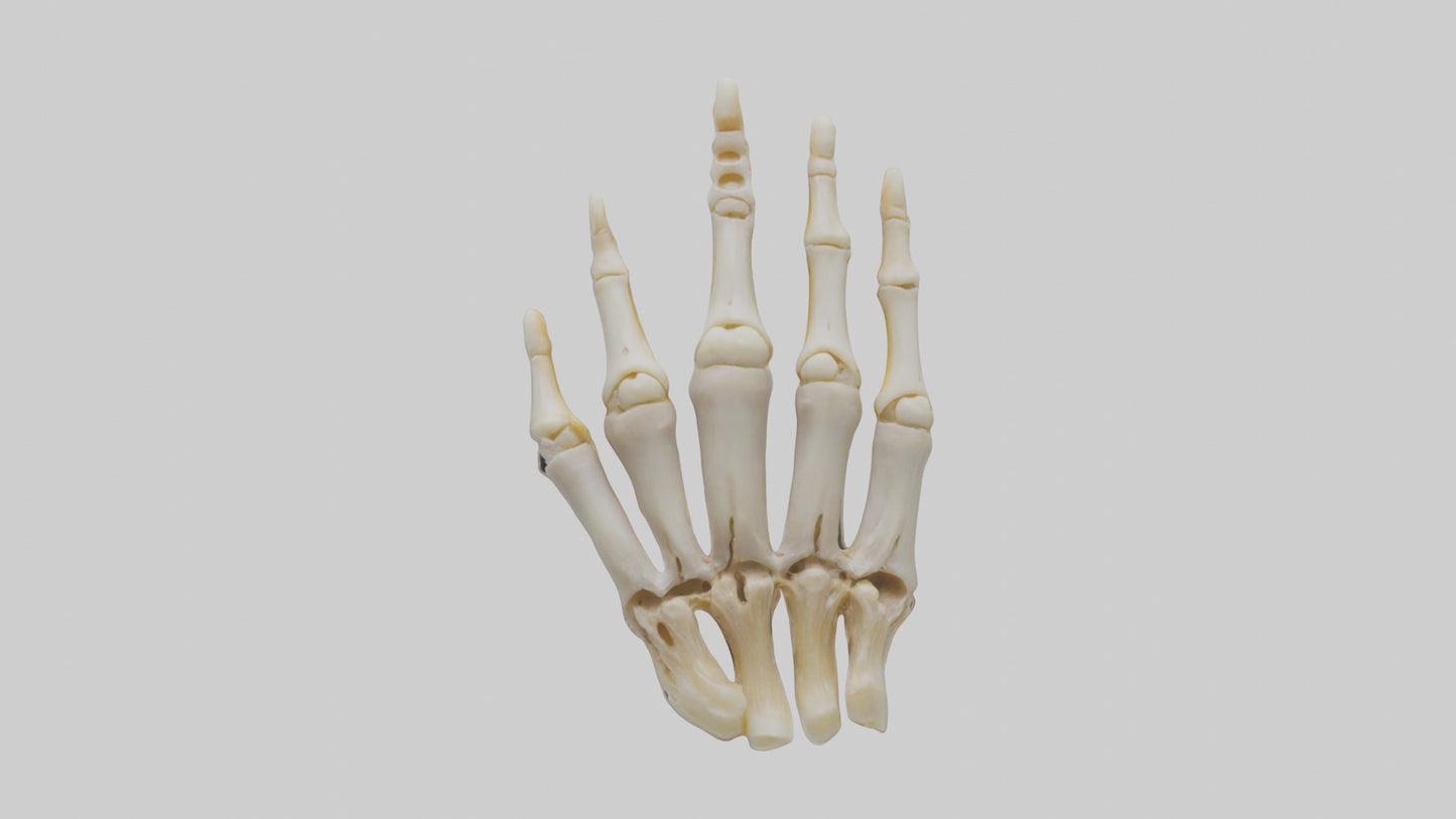 3D model Human Phalanges Model VR / AR / low-poly