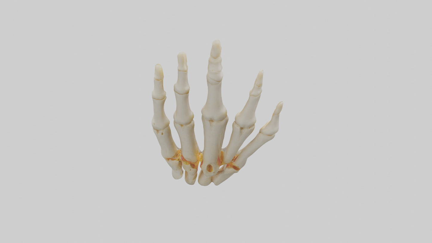 3D model Human Phalanges Model VR / AR / low-poly