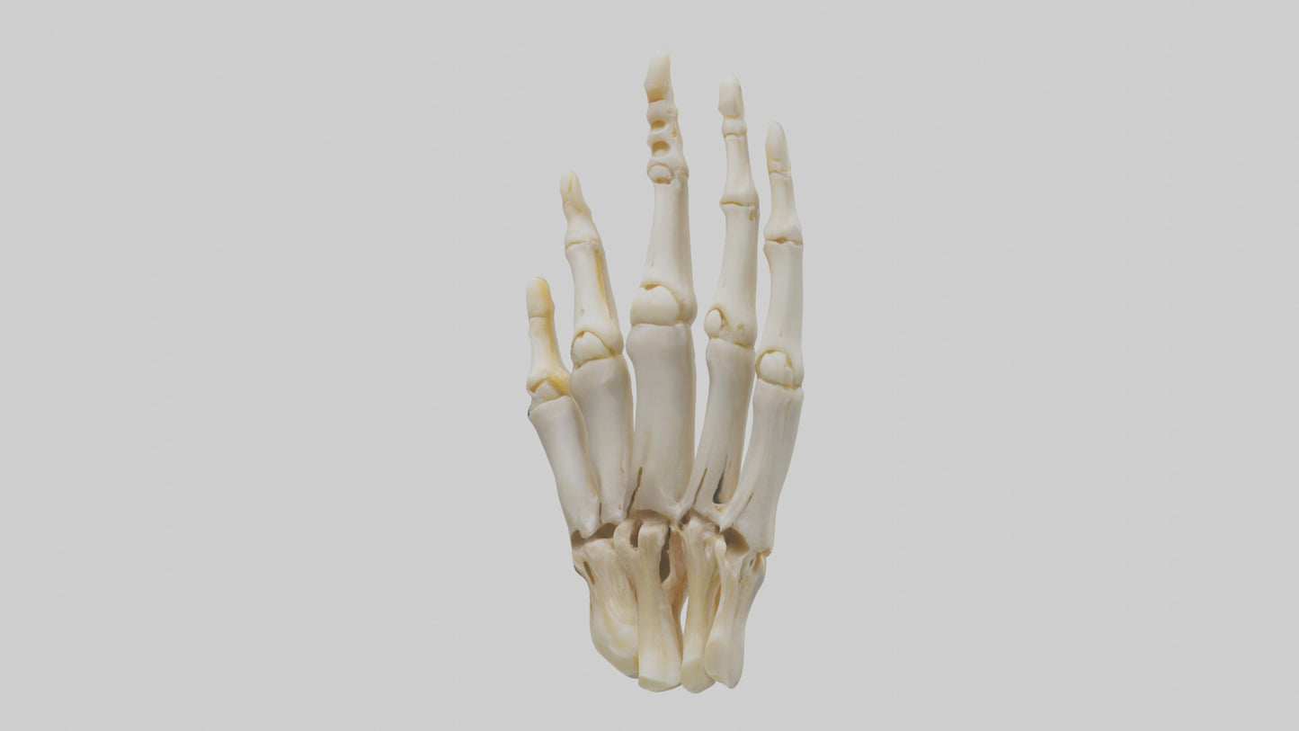 3D model Human Phalanges Model VR / AR / low-poly