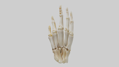 3D model Human Phalanges Model VR / AR / low-poly