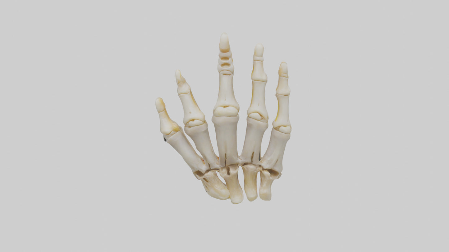 3D model Human Phalanges Model VR / AR / low-poly