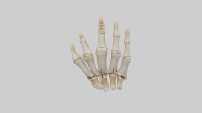 3D model Human Phalanges Model VR / AR / low-poly