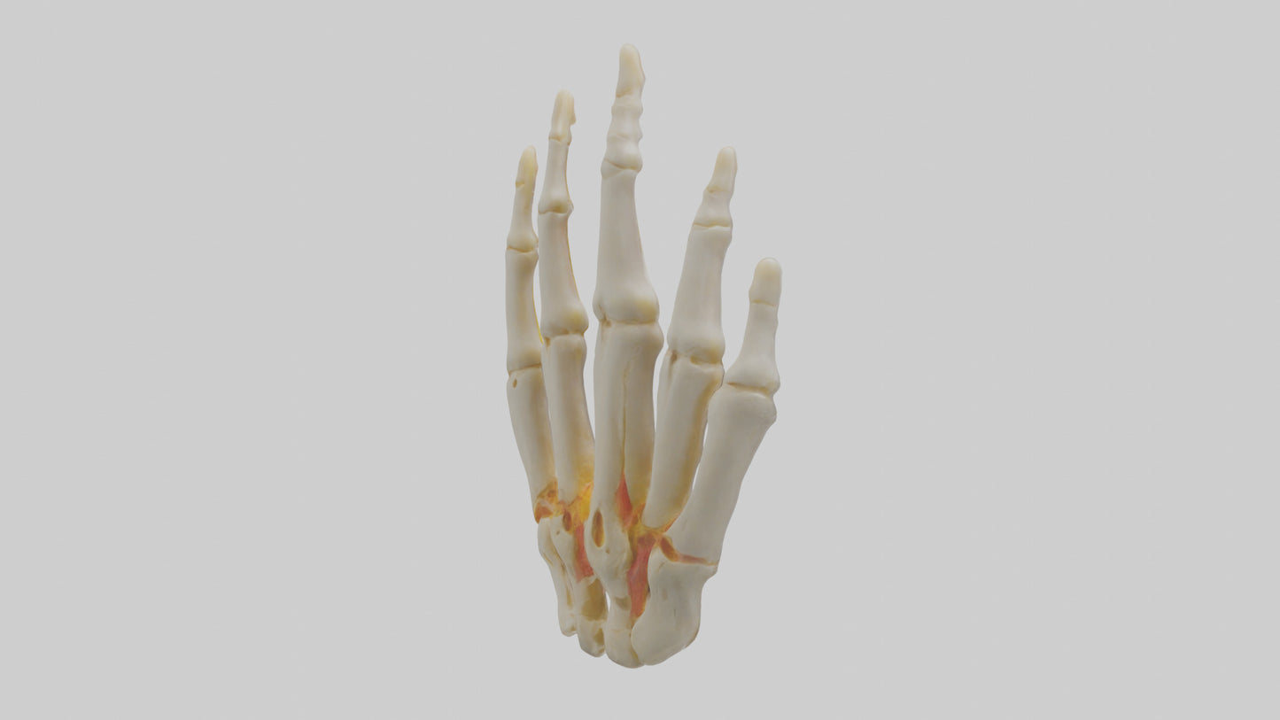 3D model Human Phalanges Model VR / AR / low-poly