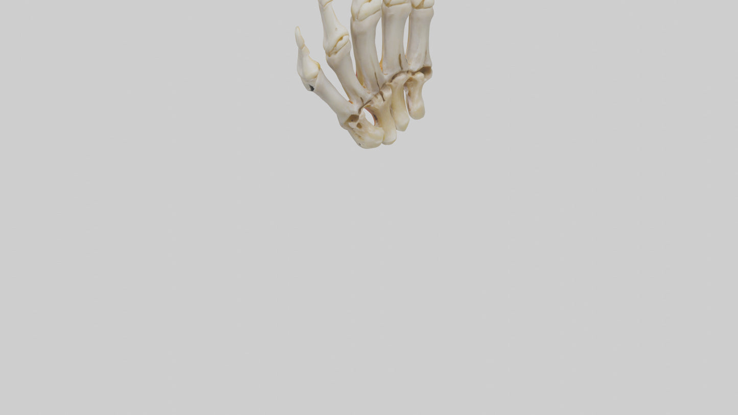 3D model Human Phalanges Model VR / AR / low-poly