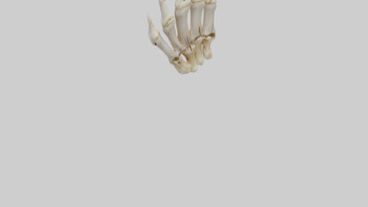 3D model Human Phalanges Model VR / AR / low-poly