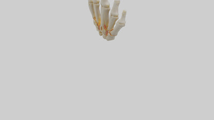 3D model Human Phalanges Model VR / AR / low-poly