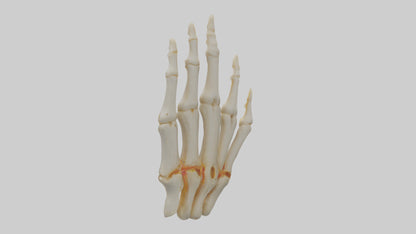 3D model Human Phalanges Model VR / AR / low-poly
