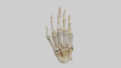 3D model Human Phalanges Model VR / AR / low-poly