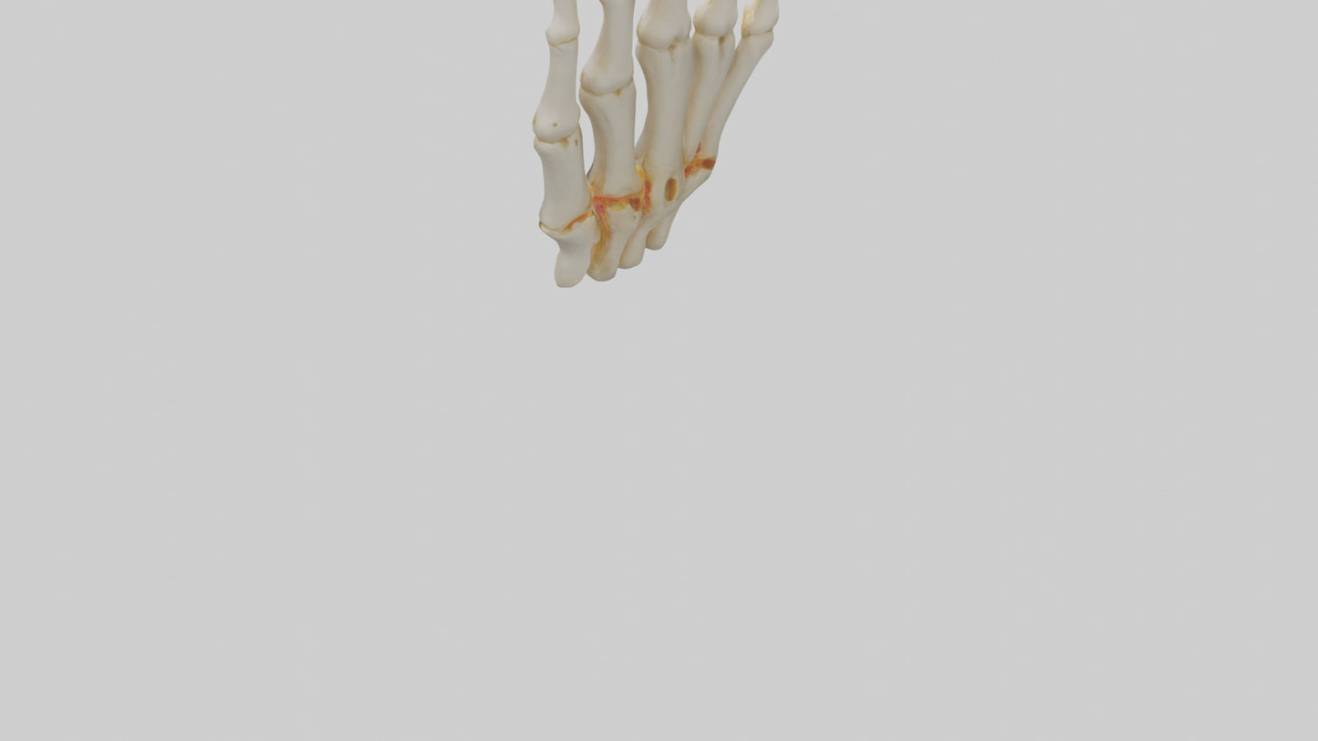 3D model Human Phalanges Model VR / AR / low-poly