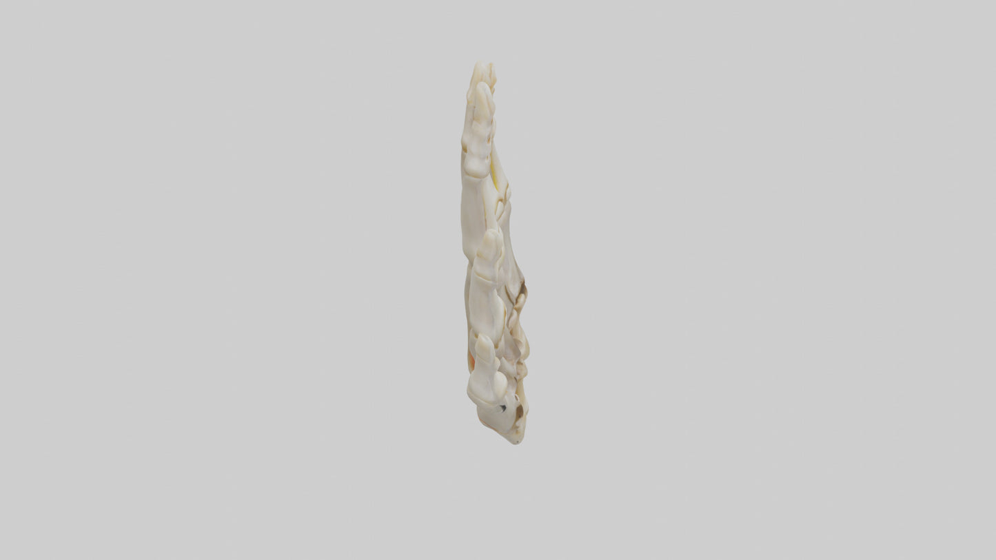 3D model Human Phalanges Model VR / AR / low-poly
