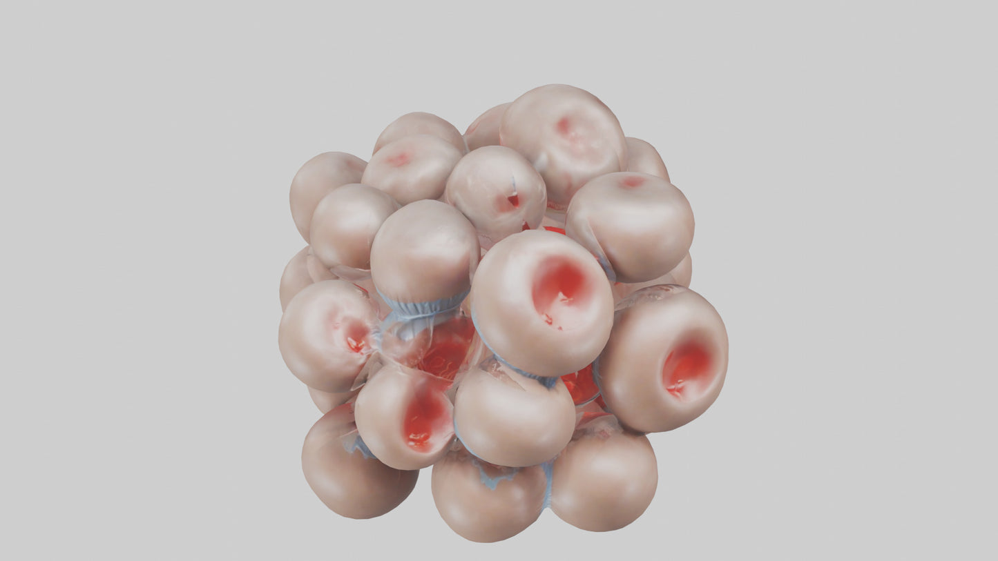 3D model Human Platelets Model VR / AR / low-poly