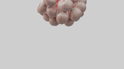 3D model Human Platelets Model VR / AR / low-poly